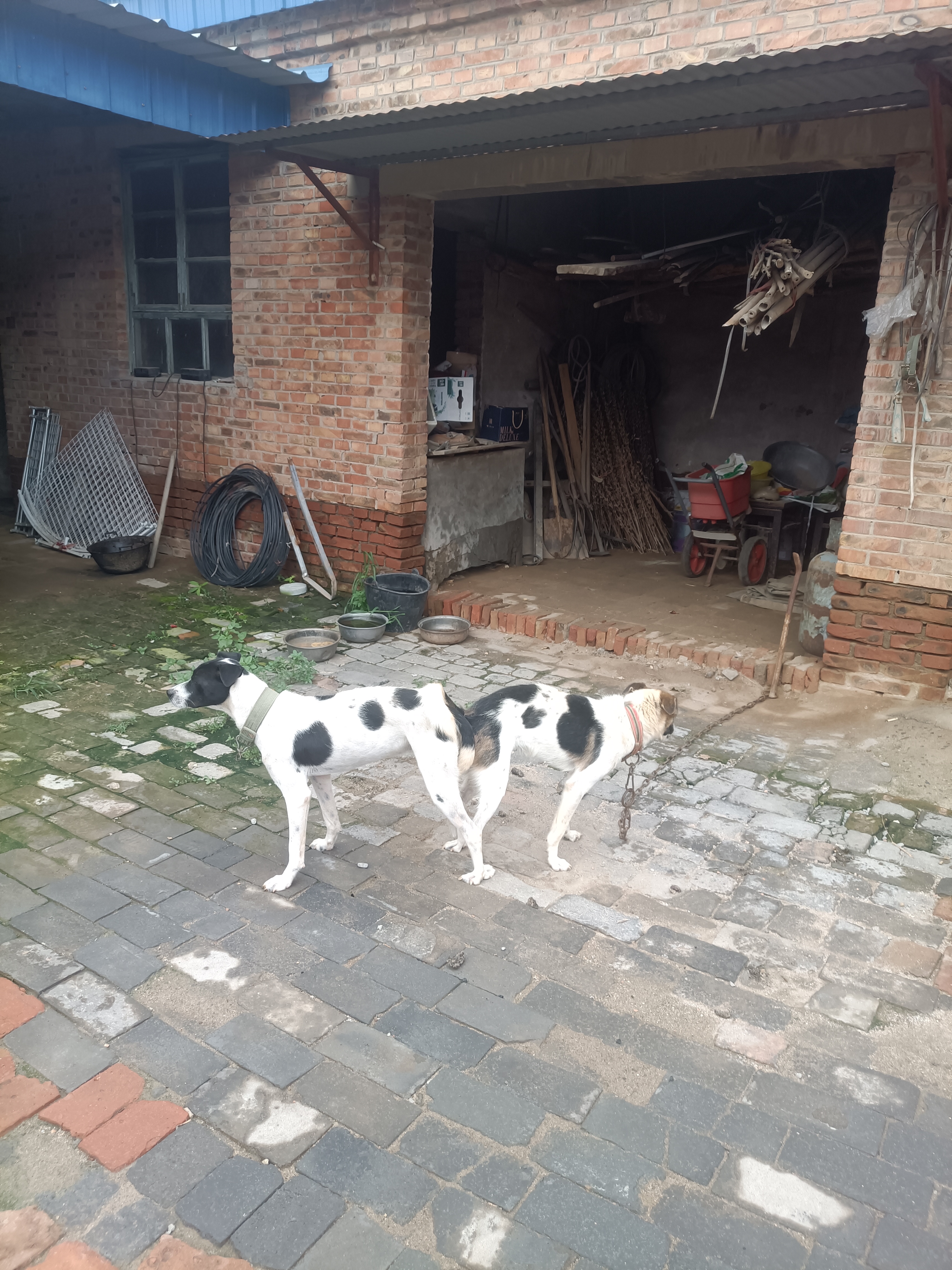 中华田园犬北方系，折耳卷尾三花的更是少见。